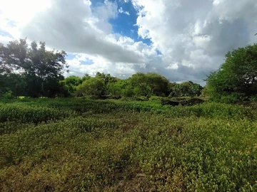 Land