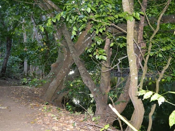 Land